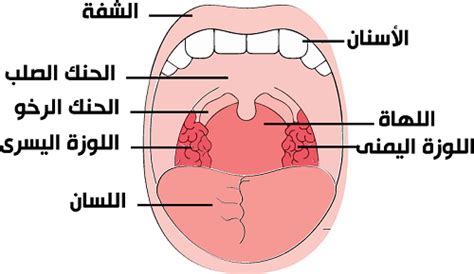 هل هو من يتخذ موقفاً معيناً يمكنه الاعتماد عليه على أعضاء الحلق أو اللسان أو الشفتين؟
