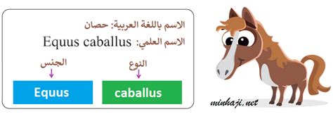 هل يمكنك شرح أهمية نظام التسمية الثنائية في تسمية الكائنات الحية؟ هل يمكنك شرح أهمية نظام التسمية الثنائية في تسمية الكائنات الحية؟