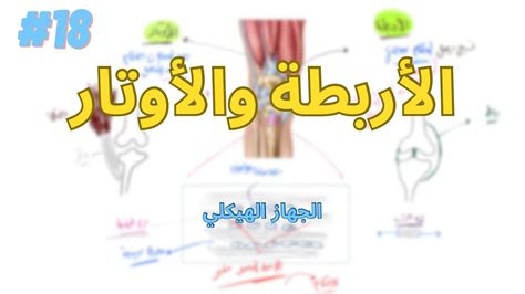 هل يمكنك شرح نوع الأربطة ووظائفها في الجهاز الهيكلي؟