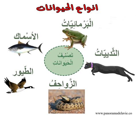 هناك أنواع من الكائنات الحية، سواء أكانت حية أم لا، وكل هذه الكائنات لديها حاجة أساسية للغذاء والهواء لدعم الإنتاج والنمو دون أن تفقد توازنها، سواء أكانت بشرية أم حيوانية، فالمكملات الغذائية تجعلها نشطة ودائمة الحركة. .