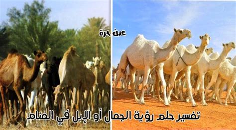 هناك تفسيرات كثيرة لذبح الجمل في المنام