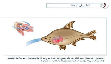هناك طرق أخرى تتنفس بها الأسماك بجانب الخياشيم هناك طرق أخرى تتنفس بها الأسماك بجانب الخياشيم