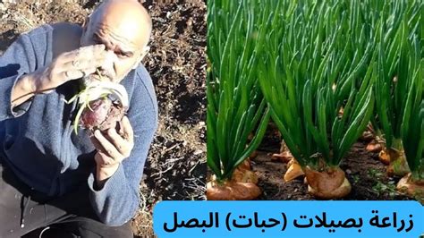 هو أحد حبات البصل المزخرفة التي تزرع في بداية الربيع وتزهر في الصيف.  اجب على السؤال