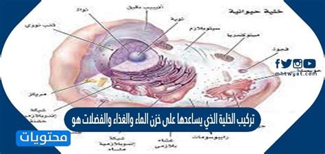 هيكل الخلية الذي يساعدها على تخزين الماء والغذاء هو هيكل الخلية الذي يساعدها على تخزين الماء والغذاء هو