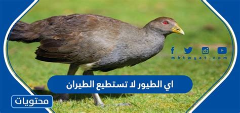 والنعامة من الطيور كبيرة الحجم ولا تستطيع الطيران. موطنها أفريقيا والشرق الأوسط، ومعظم البلدان موجودة في حدائق حبوان لمعرفة ذلك. هو أكبر طائر يزن حوالي 100-150 كيلوجرام وطوله 2.4 متر، ويمتاز بوجود أرجل طويلة وإصبعين على كل قدم. والنعامة من الطيور كبيرة الحجم ولا تستطيع الطيران. موطنها أفريقيا والشرق الأوسط، ومعظم البلدان موجودة في حدائق حبوان لمعرفة ذلك. هو أكبر طائر يزن حوالي 100-150 كيلوجرام وطوله 2.4 متر، ويمتاز بوجود أرجل طويلة وإصبعين على كل قدم.