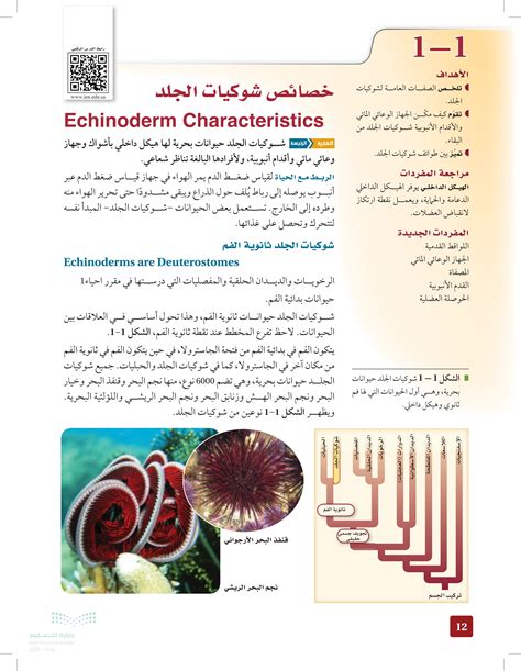 وجد العلماء حفرية بالخصائص التالية هيكل داخلي شبيه بالهيكل العظمي في شوكيات الجلد شكل الذيل مع فتحة الشرج في نهاية الذيل. شكل يمكن أن يكون خيشوميًا. تناظر شوكيات الجلد كيف يمكن للعلماء وصف هذا الحيوان من خلال تصنيف شوكيات الجلد؟ وجد العلماء حفرية بالخصائص التالية هيكل داخلي شبيه بالهيكل العظمي في شوكيات الجلد شكل الذيل مع فتحة الشرج في نهاية الذيل. شكل يمكن أن يكون خيشوميًا. تناظر شوكيات الجلد كيف يمكن للعلماء وصف هذا الحيوان من خلال تصنيف شوكيات الجلد؟