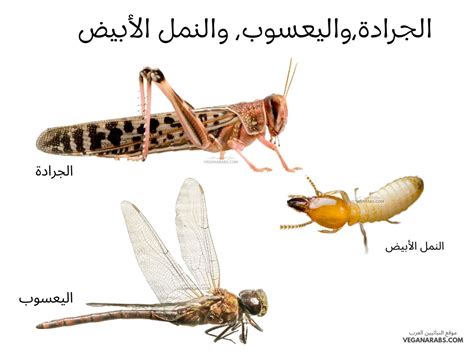 وصف بعض أنواع الحشرات، مثل الجنادب واليعسوب والنمل الأبيض، حول دورة حياتها وصف بعض أنواع الحشرات، مثل الجنادب واليعسوب والنمل الأبيض، حول دورة حياتها