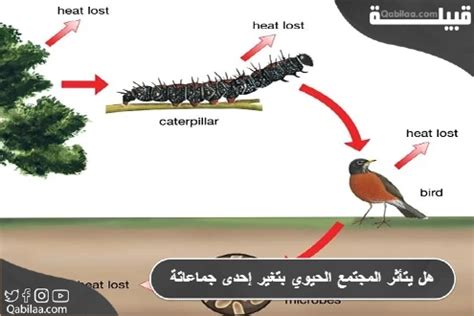 يتأثر المجتمع البيولوجي بتغيير في إحدى مجموعاته، فهل العبارة صحيحة أم خاطئة؟