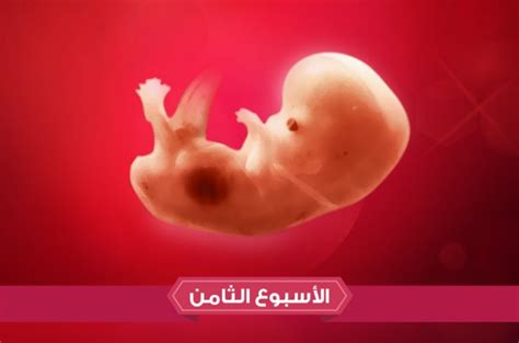 يتطور الجنين الذكر في الأسبوع الثامن من الحمل يتطور الجنين الذكر في الأسبوع الثامن من الحمل