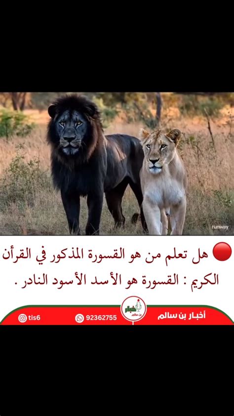 يتكون اسم الأسد المذكور في القرآن الكريم من 5 أحرف يتكون اسم الأسد المذكور في القرآن الكريم من 5 أحرف