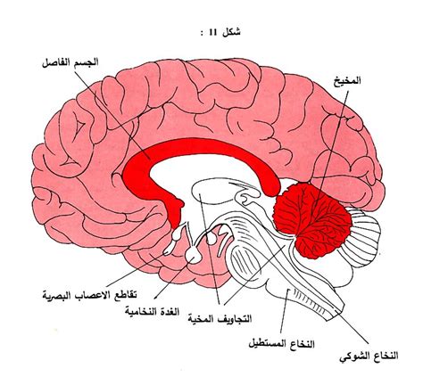يتكون الدماغ من حوالي 100 مليار خلية عصبية، وهو ما يمثل 10٪ من إجمالي عدد الخلايا العصبية في الجسم، باستثناء الخلايا العصبية في جسم الإنسان؟