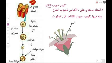 يتم إنتاج حبوب اللقاح في الزهرة - أنت تعرف ذلك بشكل صحيح