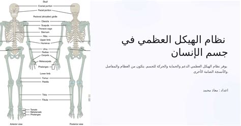 يجمع نظام الهيكل العظمي للمفصليات بين الصلابة والمرونة في الكائن نفسه.