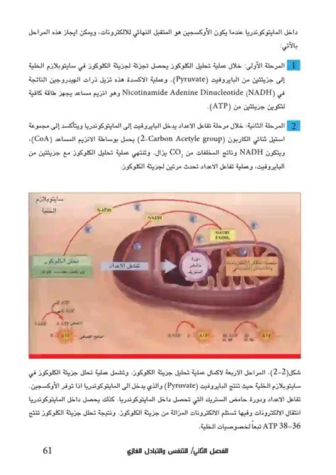 يحدث التنفس الخلوي في الفجوات، سواء أكان ذلك صحيحًا أم خطأ