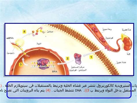 يرتبط عمل الهرمونات النباتية بمواقع على غشاء البلازما تسمى مواقع الحصن