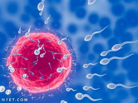 يزداد حجم الخلايا عندما تتشكل البويضات في الأنثى في مرحلة ما؟