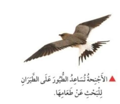 يساعد تركيب رئتي طيور خفيفة الوزن على الطيران