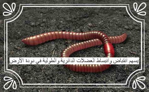 يساهم تقلص واسترخاء العضلات الدائرية والطولية في دودة الأرض في ذلك يساهم تقلص واسترخاء العضلات الدائرية والطولية في دودة الأرض في ذلك