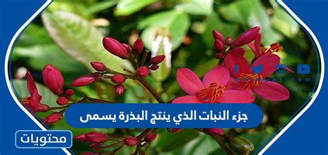 يسمى الجزء من النبات الذي ينتج البذرة؟ يسمى الجزء من النبات الذي ينتج البذرة؟