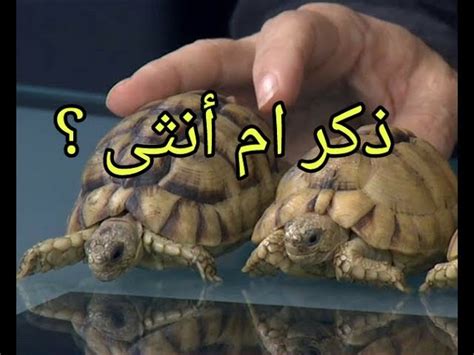 يُشار إلى ذكر السلحفاة بأربعة أحرف