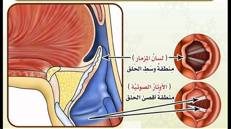 يعتبر التقاطع بين الأنبوب العضلي الذي يربط تجويف الفم بالمريء حافزًا ويستخدم لتصفية الطعام في بعض اللافقاريات.