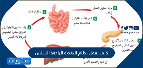 يعمل نظام التغذية الراجعة السلبية لنظام الغدد الصماء مثل منظم الحرارة في المدفأة، سواء أكان ذلك صحيحًا أم خطأ