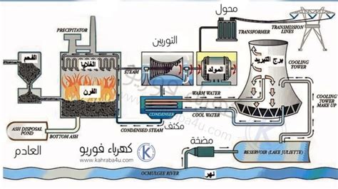 يمكن توليد الكهرباء التي تستهلكها يوميًا عن طريق حرق الفحم، فما العلاقة بين توليد الكهرباء والنباتات الوعائية الخالية من البذور؟ يمكن توليد الكهرباء التي تستهلكها يوميًا عن طريق حرق الفحم، فما العلاقة بين توليد الكهرباء والنباتات الوعائية الخالية من البذور؟
