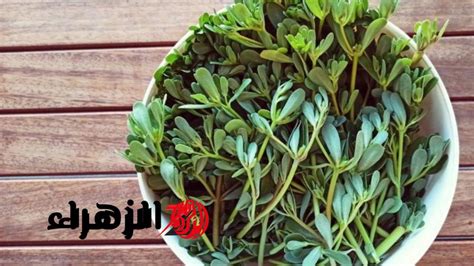 يمنع نبات الترمس المر من خطر تراكم السكر في الدم في الجسم
