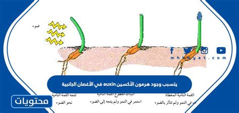 يمنع وجود هرمون أوكسين في الفروع الجانبية إنتاجه في الجزء العلوي المتنامي وبالتالي لا ينمو، مما يحد من استطالة النبات - موقع القلعة