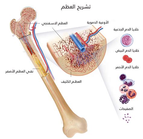 ينتج عن طريق الدم الأحمر في نخاع العظام بمعدل مليوني خلية في الثانية كم عدد خلايا الدم الحمراء التي يتم إنتاجها في الساعة؟