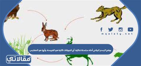 يوضح الرسم البياني أدناه سلسلة غذائية. أي الحيوانات التالية هي الفريسة وأيها المفترس يوضح الرسم البياني أدناه سلسلة غذائية. أي الحيوانات التالية هي الفريسة وأيها المفترس