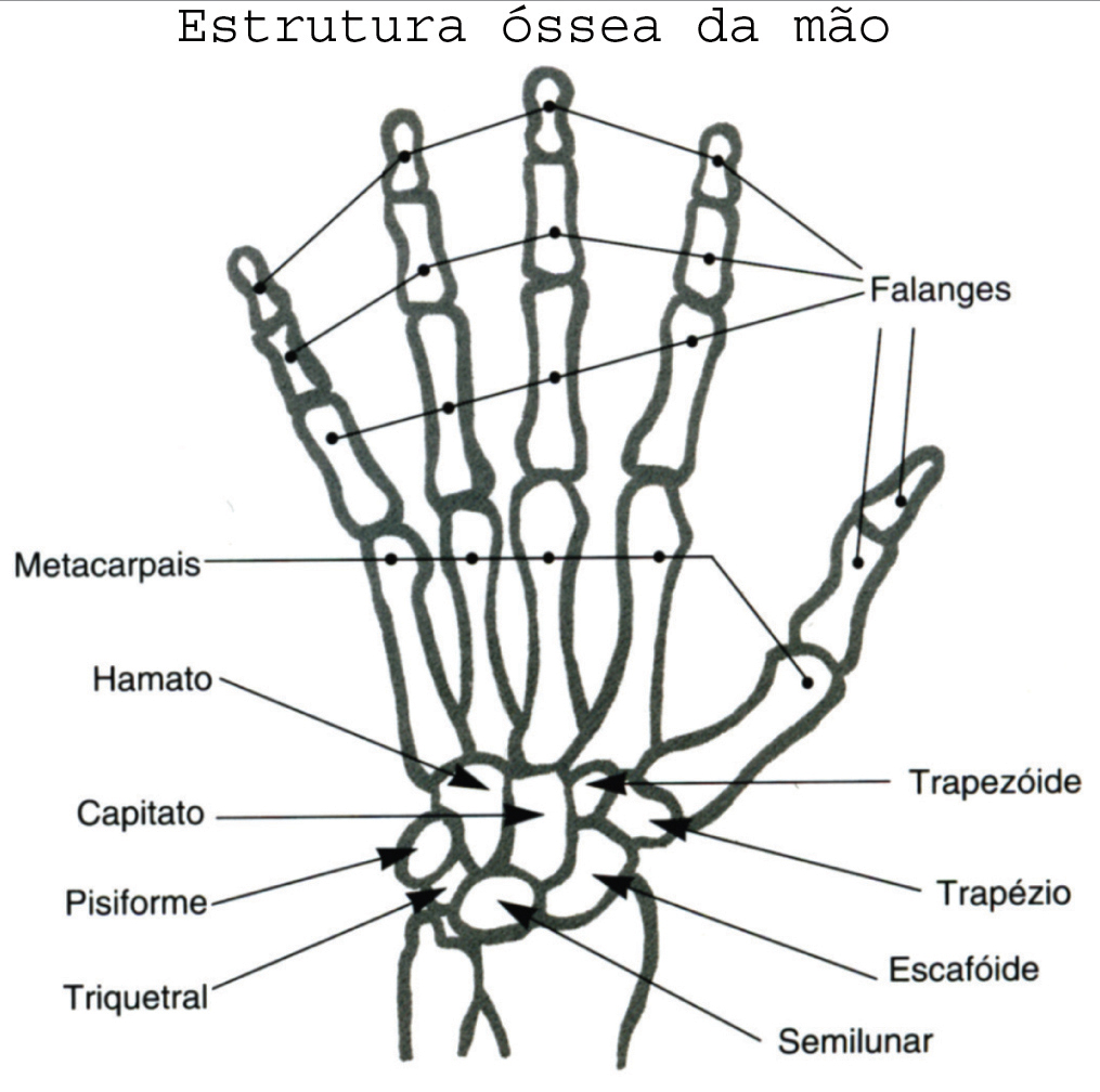 Reflexologia das mãos Reflexologia SAPO Lifestyle