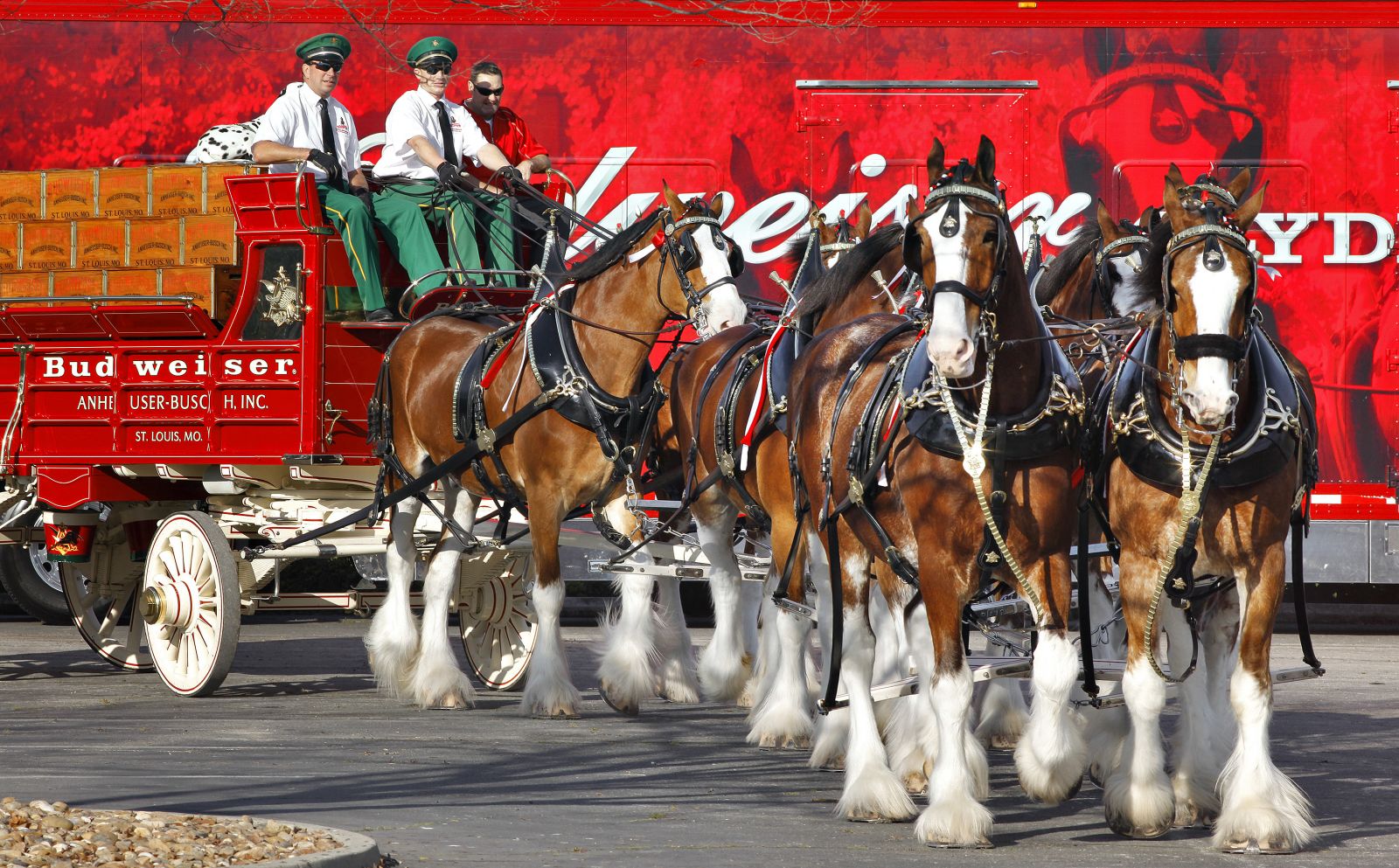 Budweiser Clydesdales Coming To Jacksonville March 4 and 5