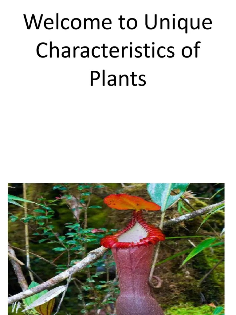 Unique Characteristics of Plants PDF Organisms Plants