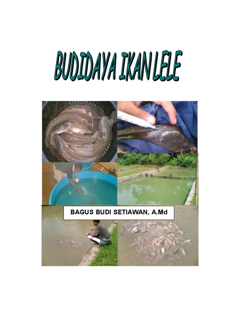 Cara Merawat Larva Lele Yang Baru Berbagi Rawat
