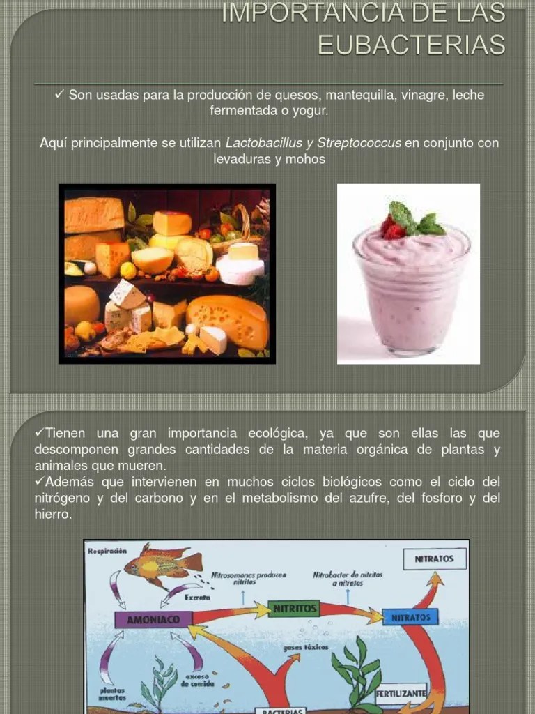 Importancia de Las Eubacterias