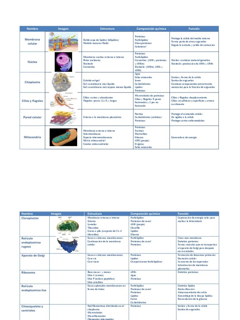 Cuadro Comparativo de Organelos Citoplasma BiologÃ­a Celular)