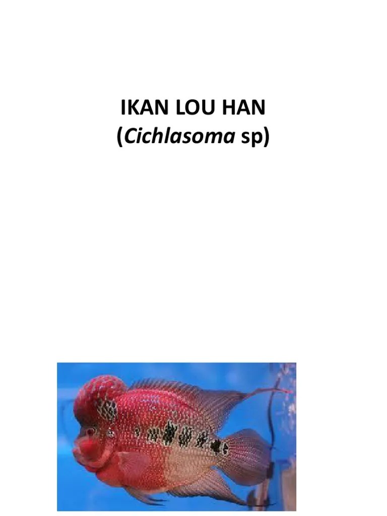 Budidaya Ikan Louhan.pptx