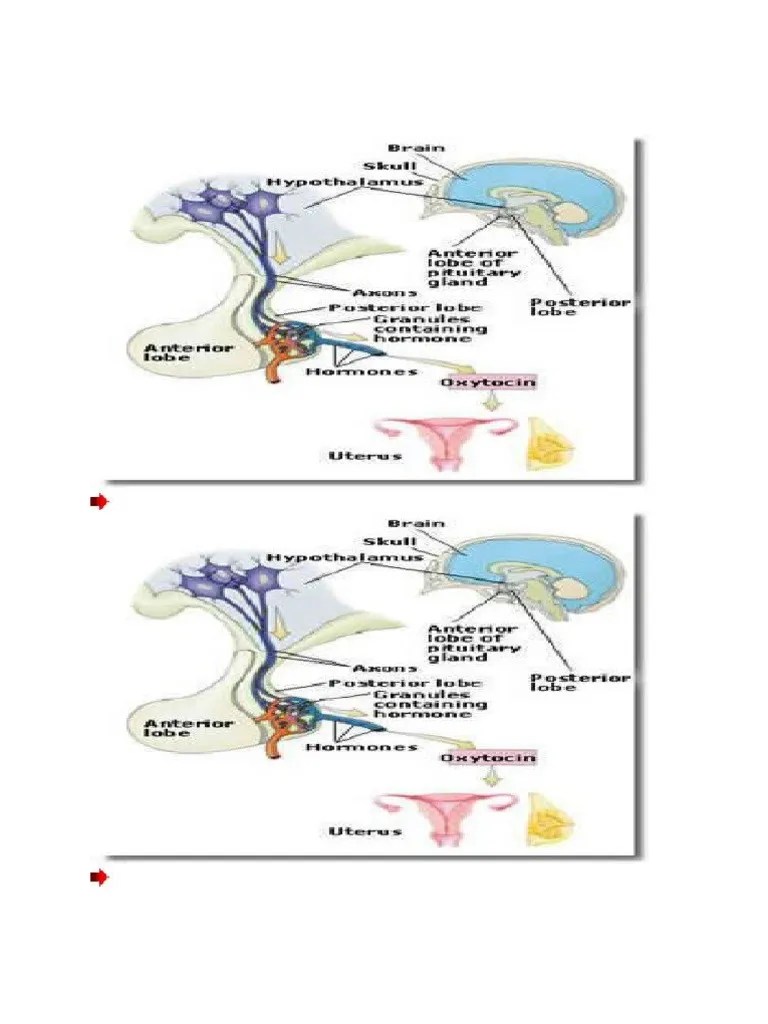 Tugas Anfis Oksitosin | PDF