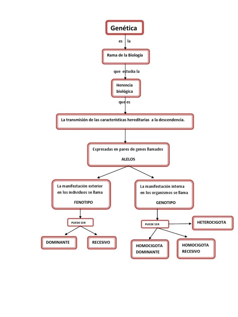 cuadro sinÃ³ptico de GenÃ©tica