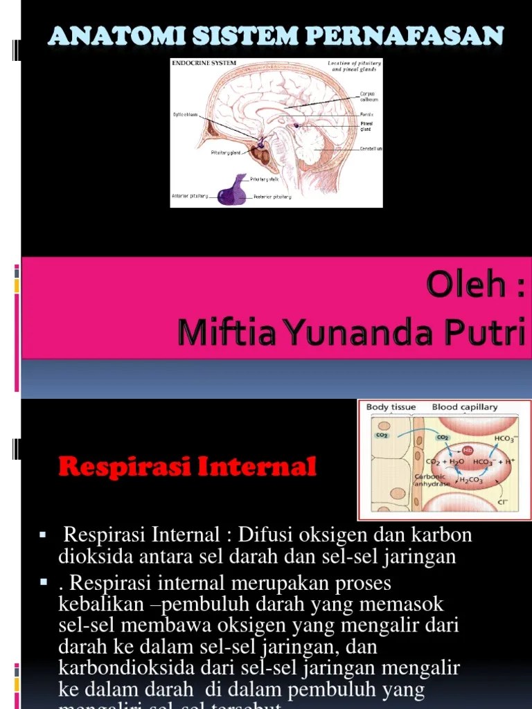 Anatomi Sistem Respirasi (PPT)