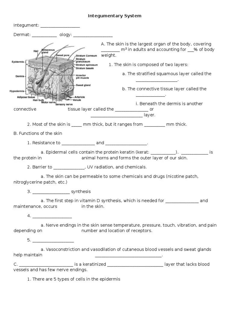 Integumentary Skin Integumentary System