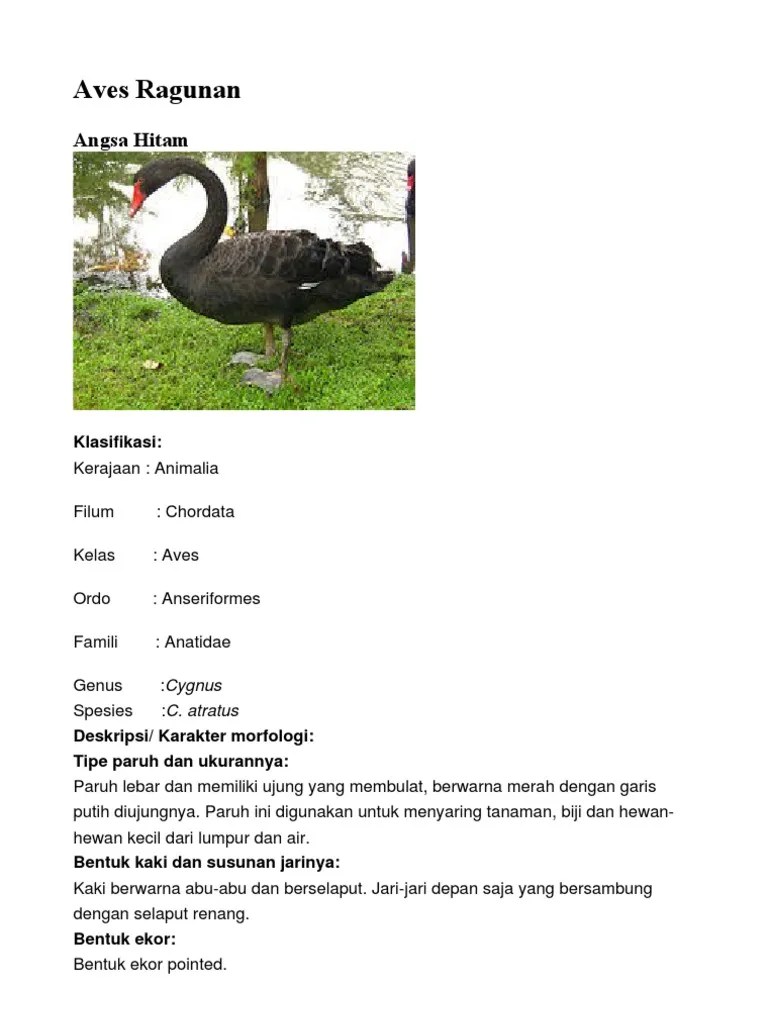 Aves Ragunan Baru | PDF