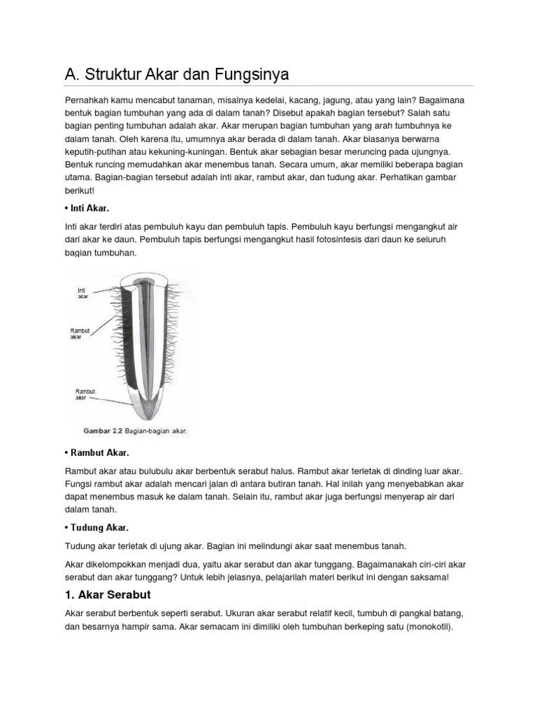 Fungsi Rambut Akar Pada Tumbuhan Dikotil AKARKUA