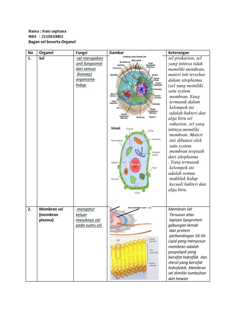 Gambar Sel Tumbuhan Beserta Organel Dan Fungsinya