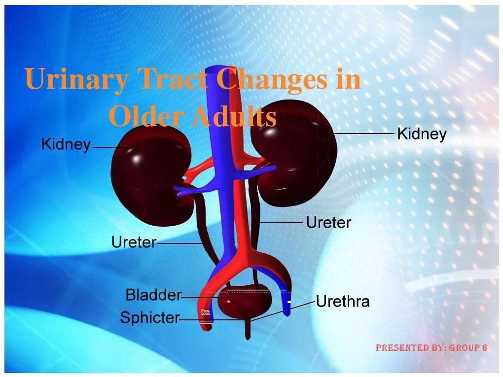 Urinary Tract Changes in Older Adult PDF Urinary Incontinence