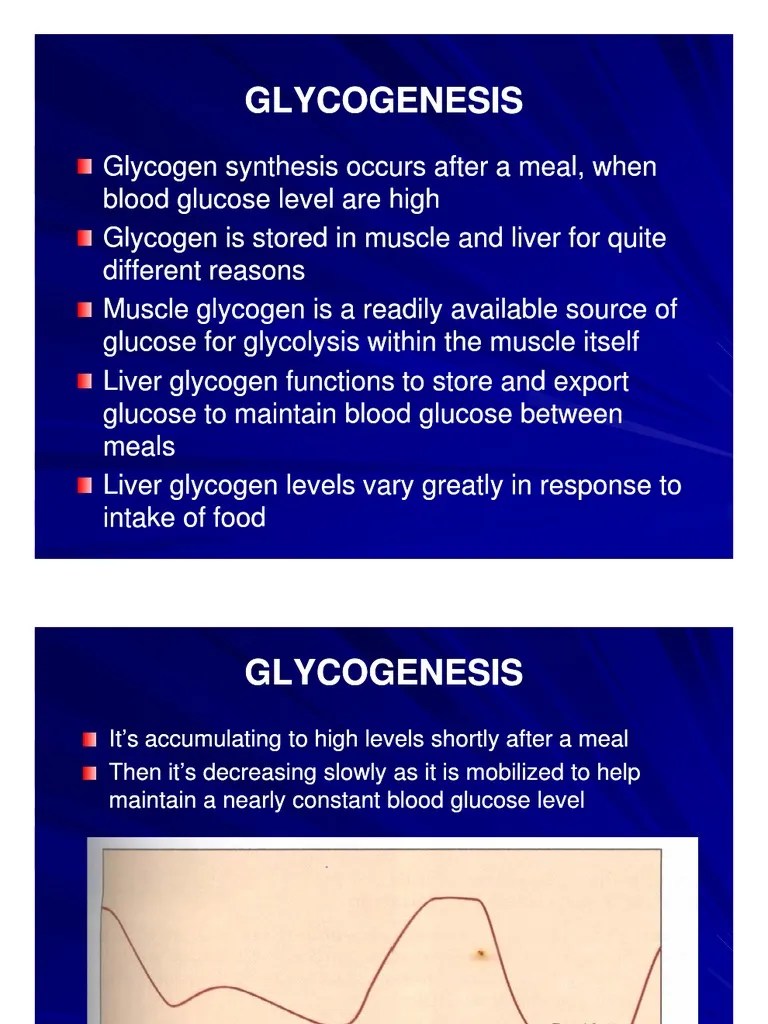 Mbs127 Slide Glycogenesis Glycogen Biosynthesis