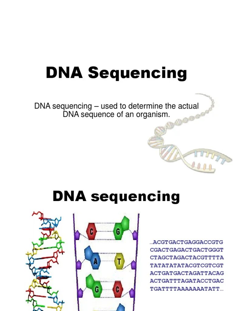 Methods of DNA Sequencing Dna Sequencing Primer (Molecular Biology)