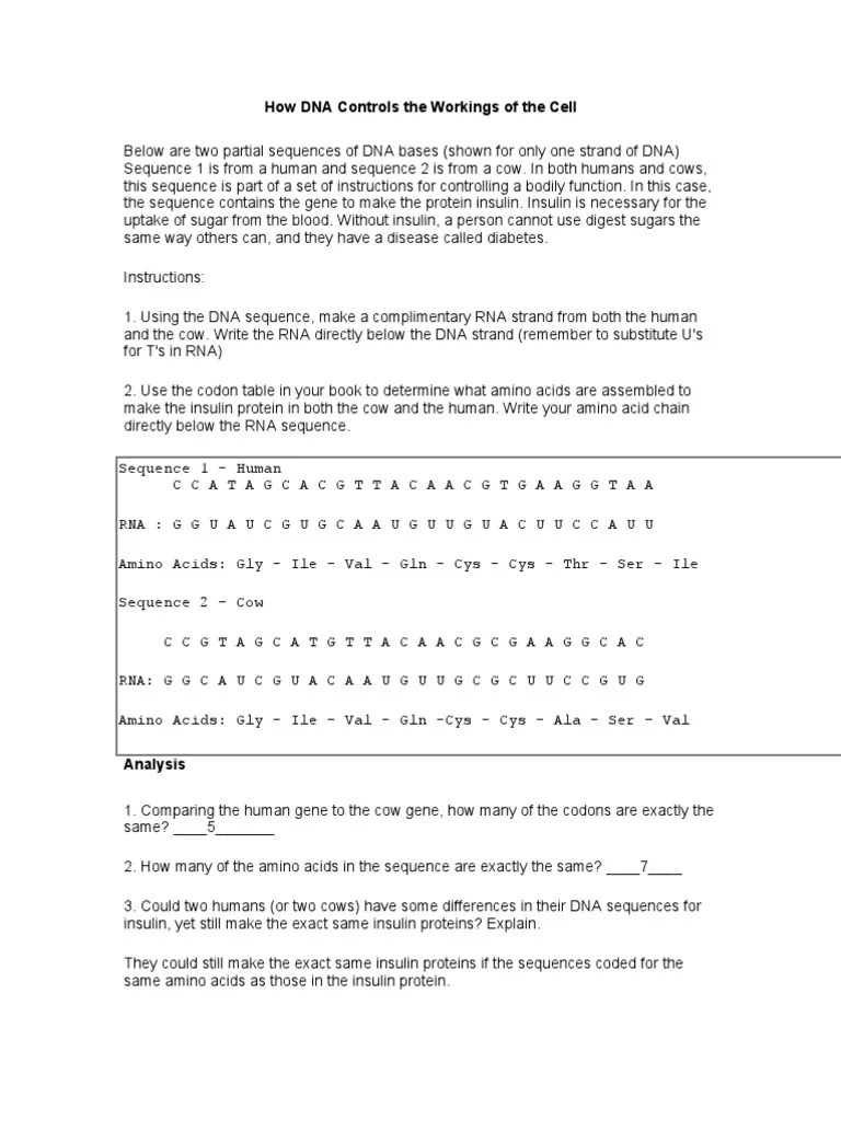 DNA Worksheet Answers (1) | Genetic Code | Nucleic Acid Sequence