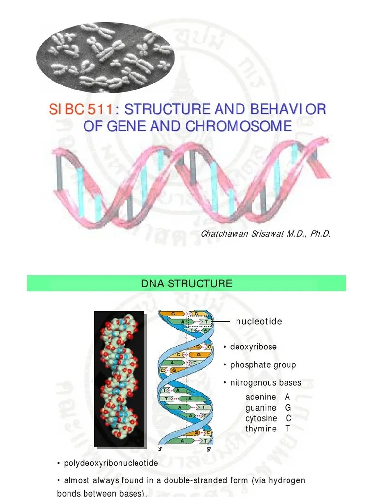fine structure of a gene | Chromatin | Gene